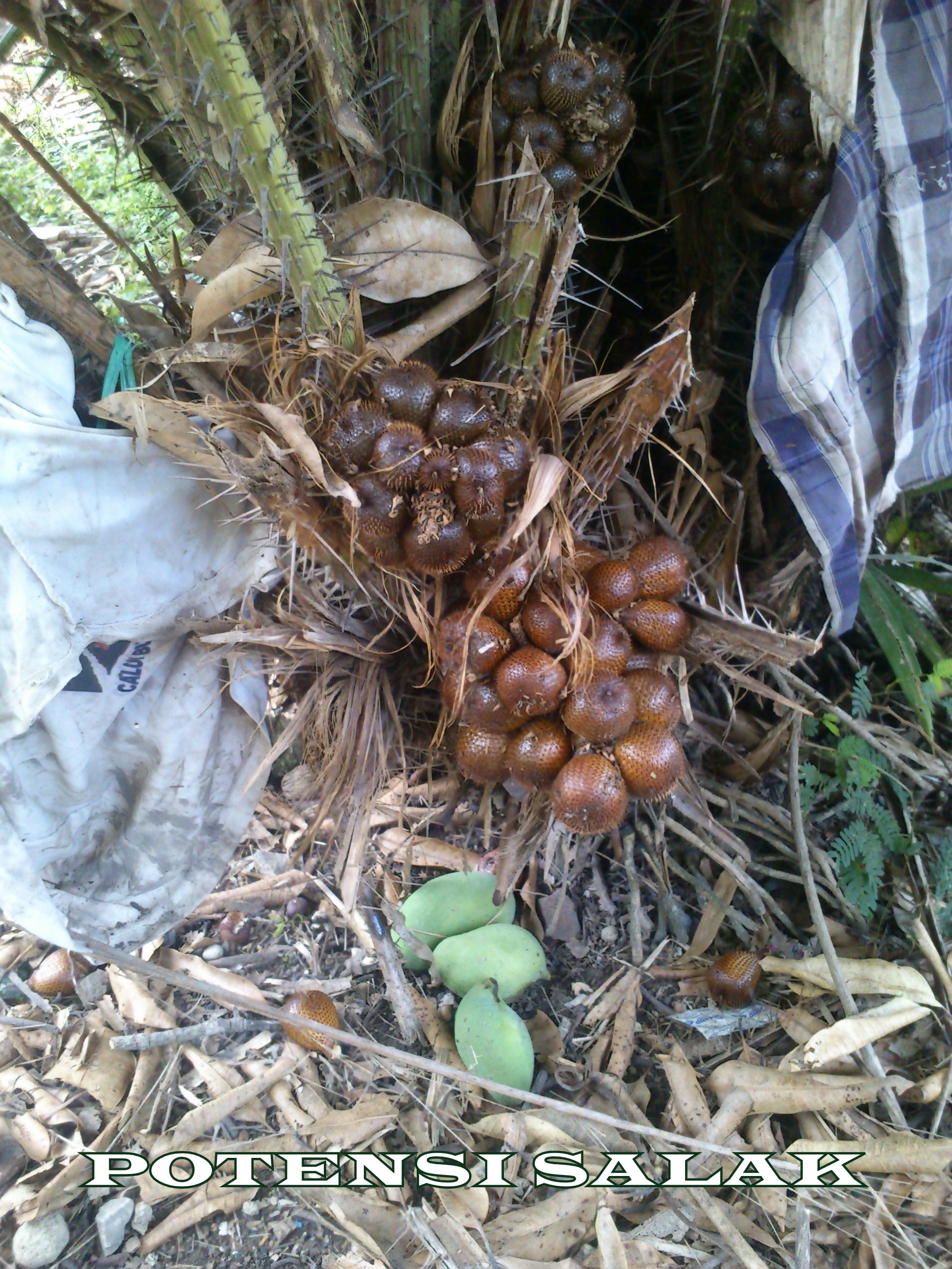 POTENSI KECAMATAN KAPAS