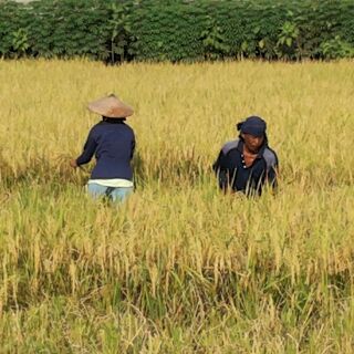 POTENSI KECAMATAN KAPAS