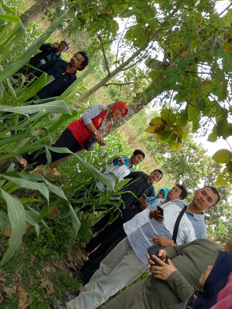Studi Lapang Pembudidayaan Kelor
