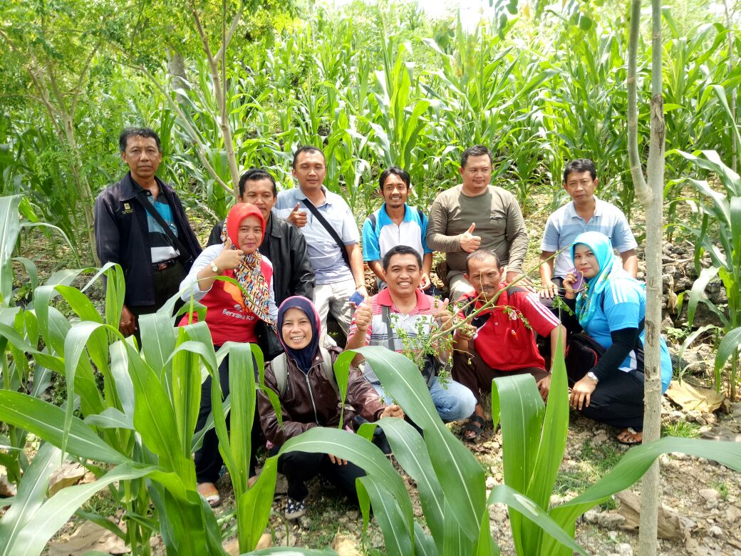Studi Lapang Pembudidayaan Kelor